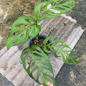 Monstera Esquelato