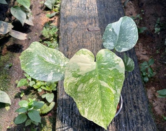 Monstera Green Snow Variegated