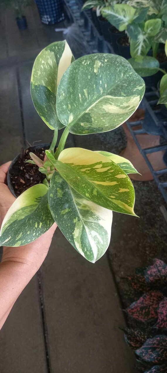 Philodendron grner Kongo bunt (Hybrid) - Etsy sterreich