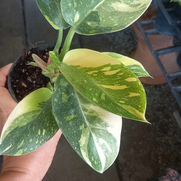 Philodendron green congo variegated (hybrid)