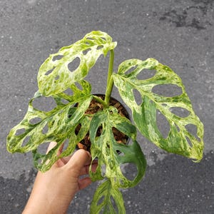 Monstera laniata mint variegated - Etsy 日本