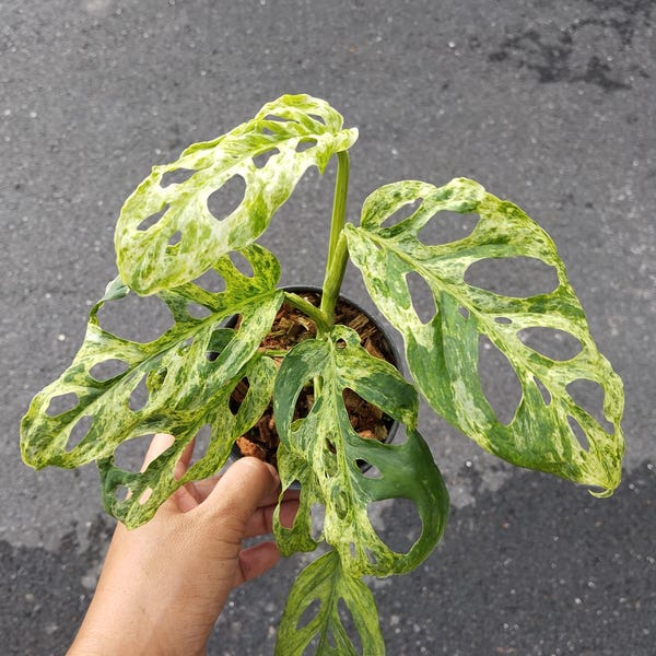 Monstera Adansonii Laniata mosqueada (s)