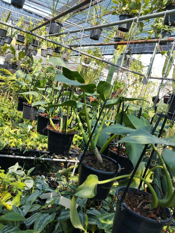 フィロデンドロン・ルゴサム - Etsy 日本