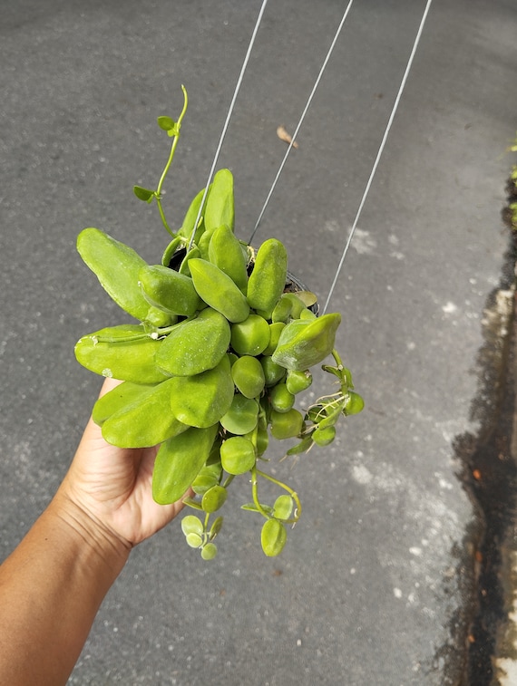 ディスキディア Dischidia major(Krabi, Thailand) Dischidia Major - Etsy