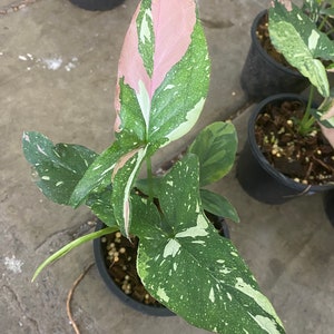 Syngonium Tri Color