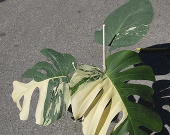 専用商品　モンステラ　ミント　2 IMG_1380-150x150.jpg