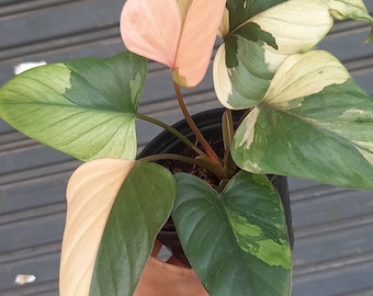 Homalomena Pink Diamond Variegated