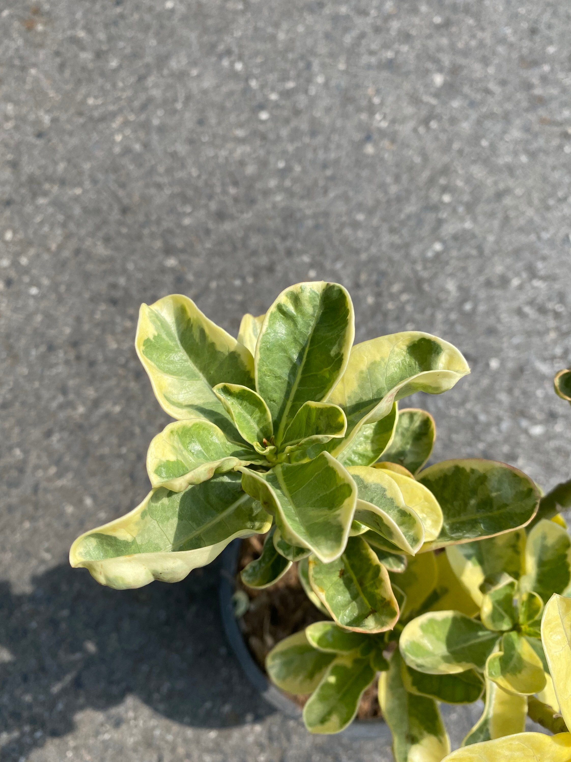 アデニウム オベスム 斑入り - Etsy 日本