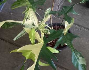 Philodendron Florida Beauty