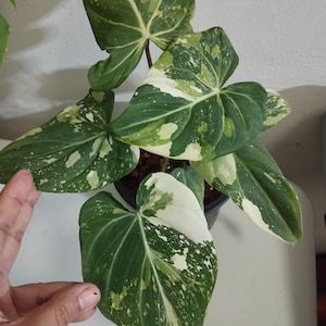 Philodendron Gloriosum variegado