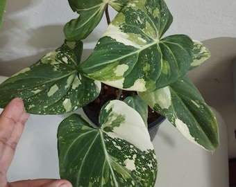 Philodendron Gloriosum