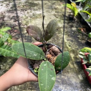 May include: A small potted plant with variegated green leaves and a few dark brown leaves. The plant is hanging from a string.