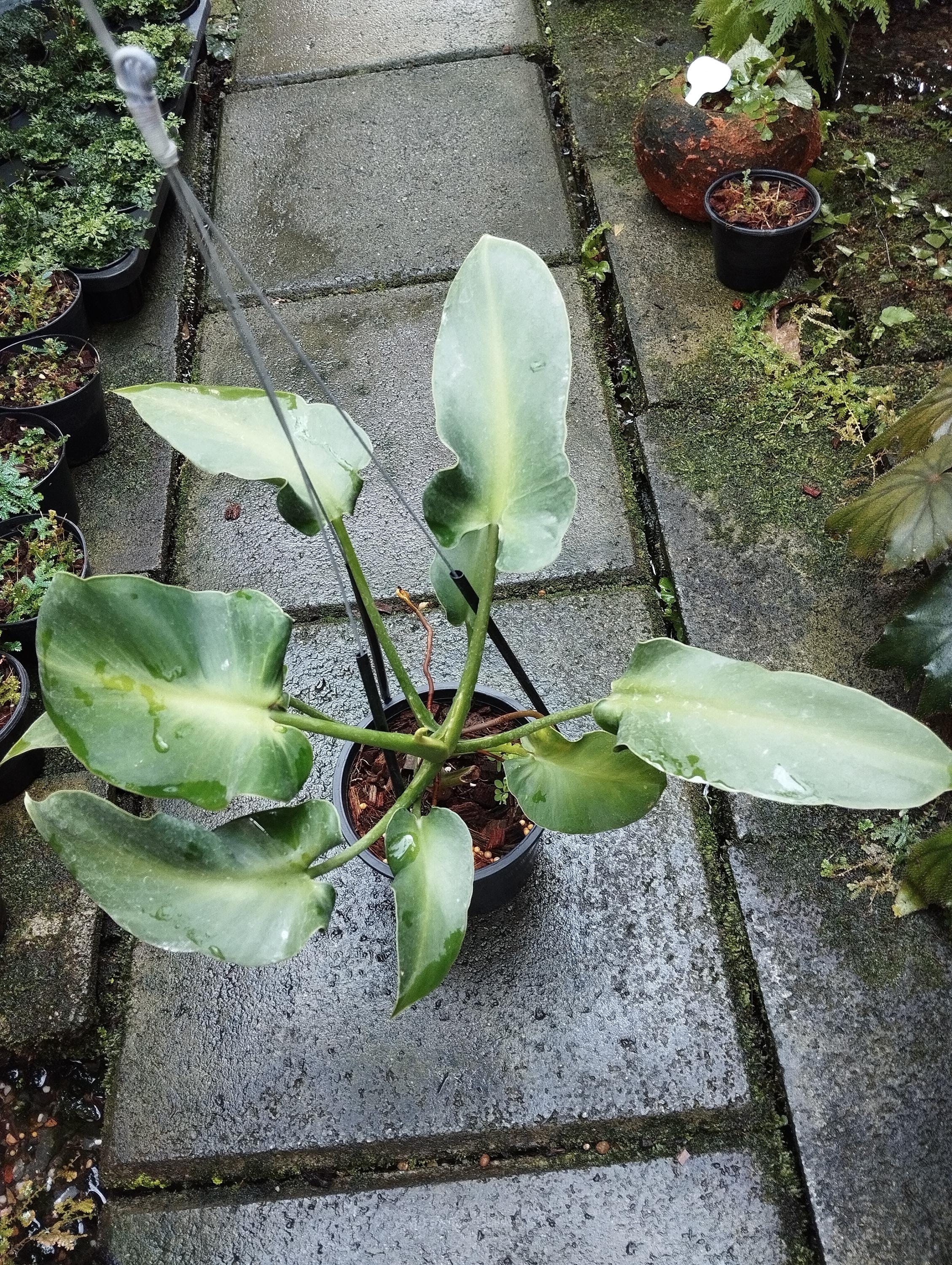 フィロデンドロン　ルゴサム　ルゴーサム フィロデンドロン・ルゴサム - Etsy 日本