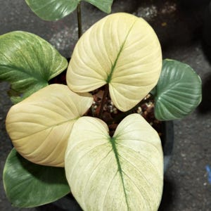 以下が含まれることがあります： ハート型の大きな葉を持つ観葉植物。葉は緑と白の斑入りです。