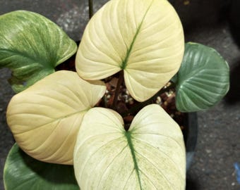 Dieffenbachia Maculata Cool Beauty, 6 Pot - Etsy