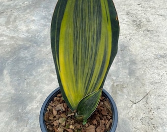 Sansevieria Masoniana