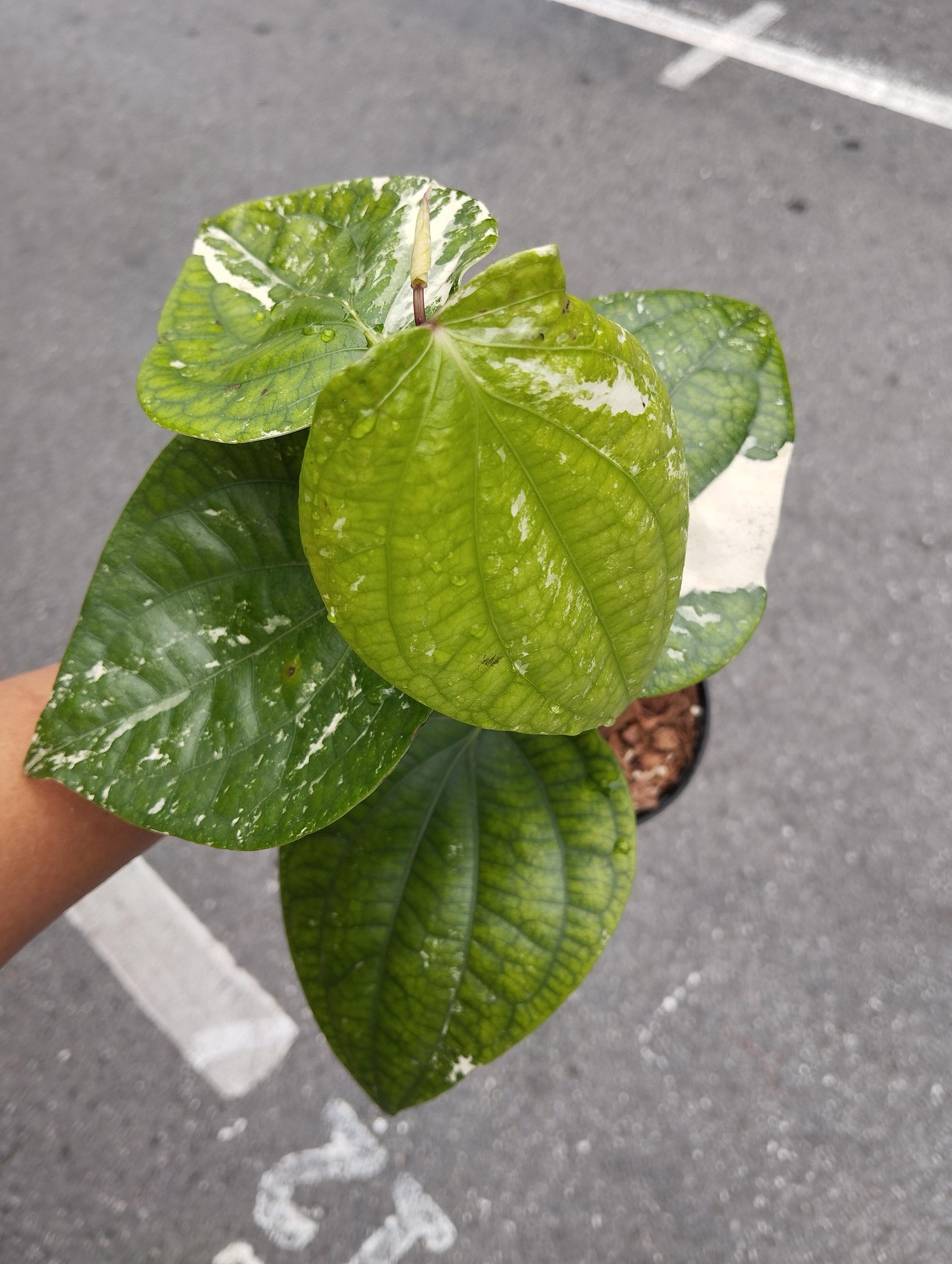 パイパー・ニグラム（斑入り） 斑入りパイパーニグラム - Etsy 日本