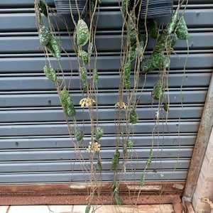 Hoya Imbricata