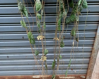 Hoya Imbricata