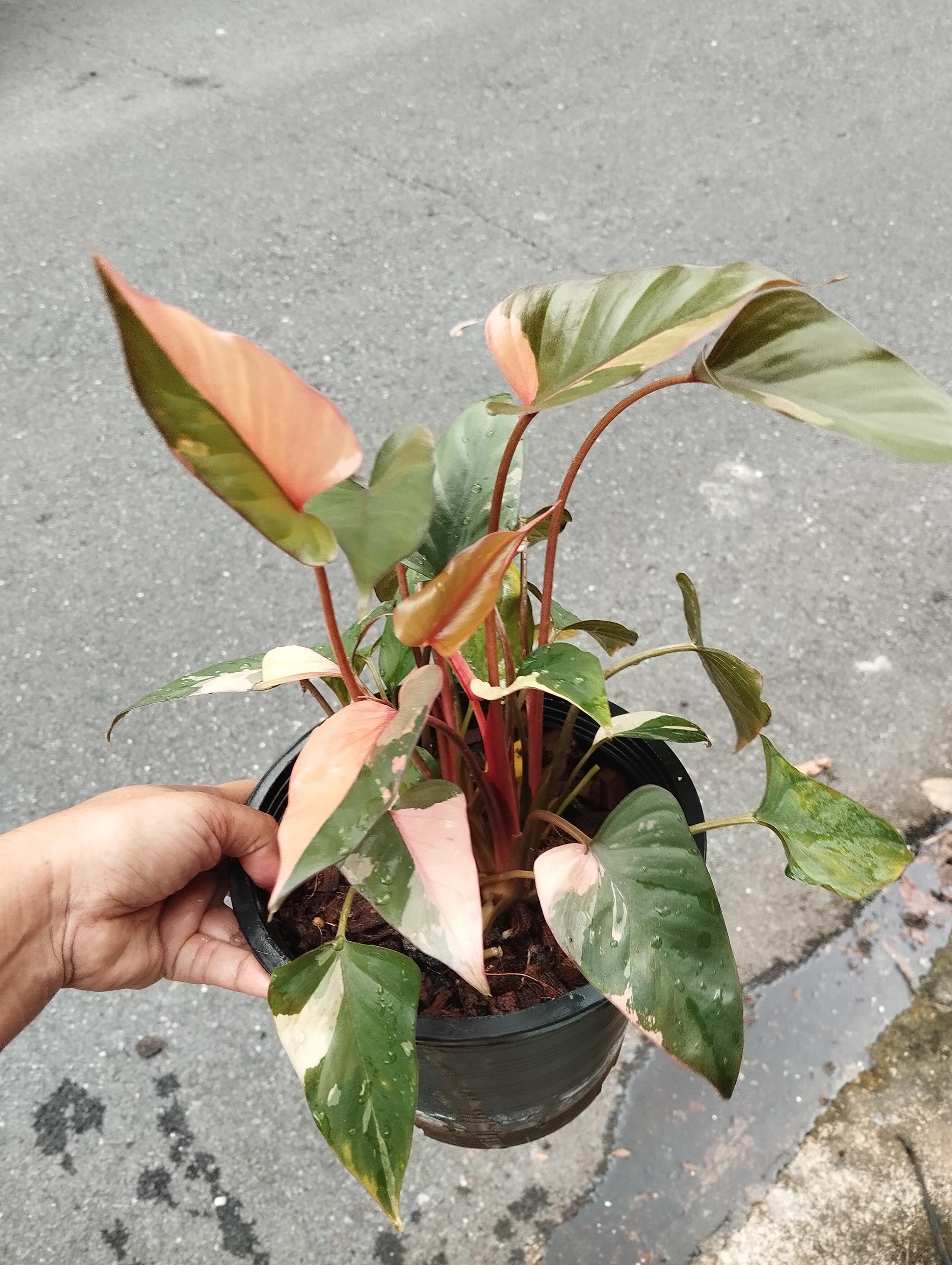 ホマロメナ ピンクダイヤモンド 斑入り (M) - Etsy 日本