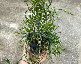 Hatiora salicornioides succulent plant 6cm Drunkard's Dream Dancing Bones