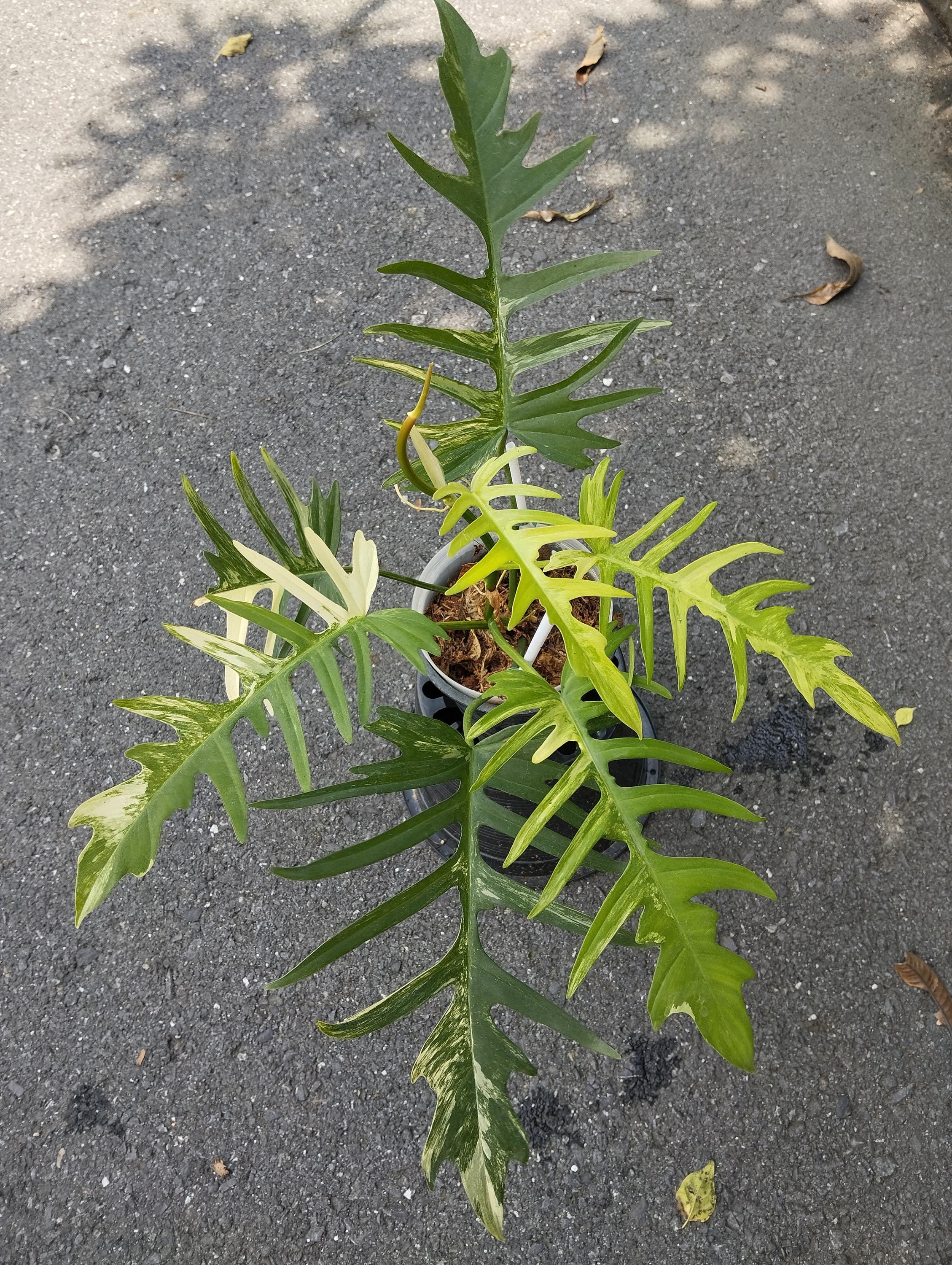 Philodendron Florida Beauty X Tortum Variegated (m) - Etsy