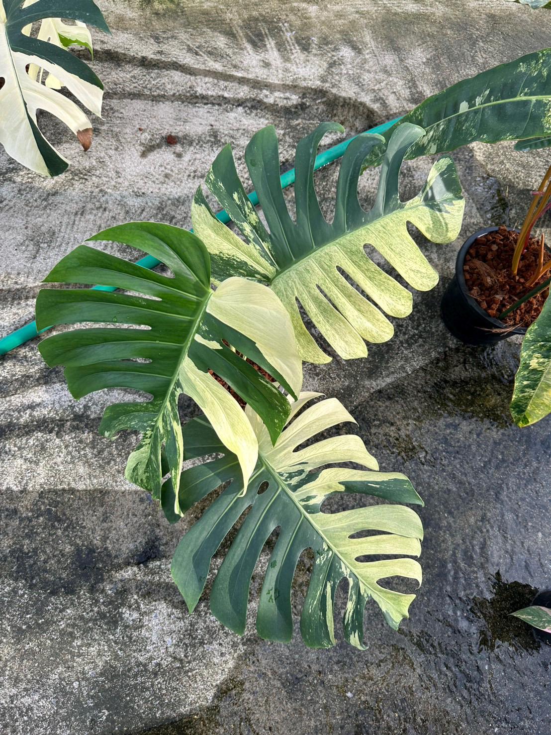 まる様専用 モンステラ デリシオーサ ミント 検索 ジャングルミント