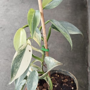 Silver sword philodendron - Etsy 日本