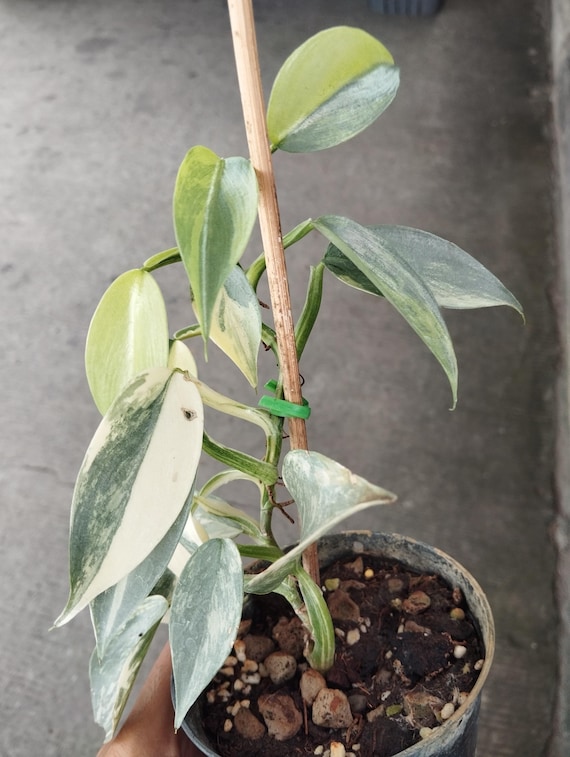 Philodendron Silver Sword Variegated (s) - Etsy