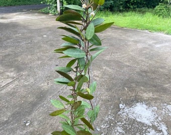 Hoya Eliptica Long Leaves