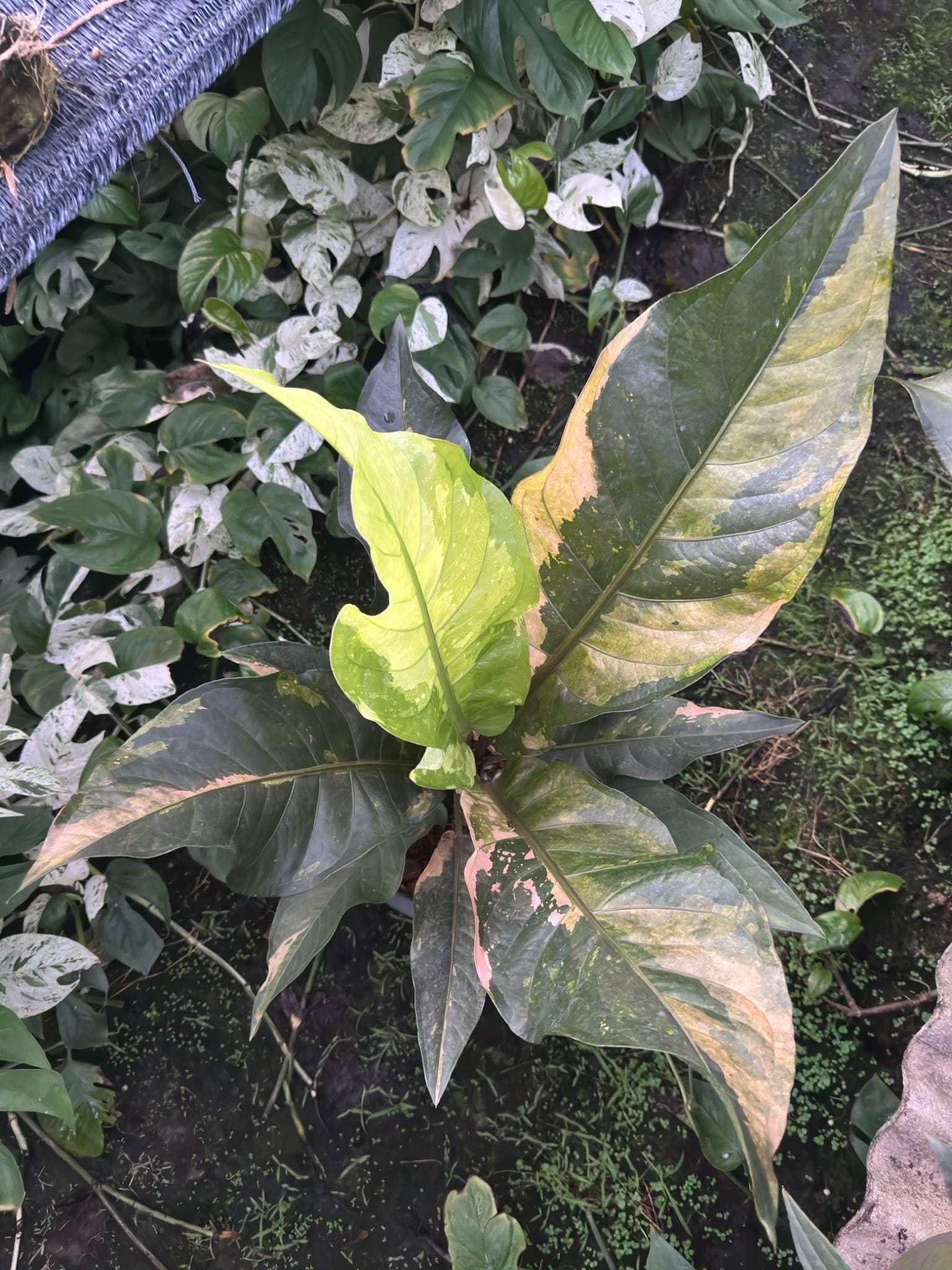 アンスリウム ルネッサンス ピンク 斑入り - Etsy 日本