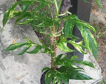 Private sale: epipremnum pinnatum yellow flame