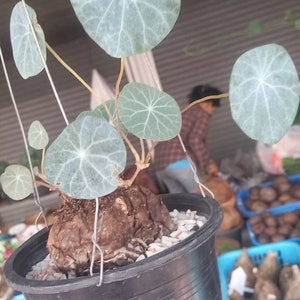 Stephania Erecta Note:Only bulb for delivery purposes