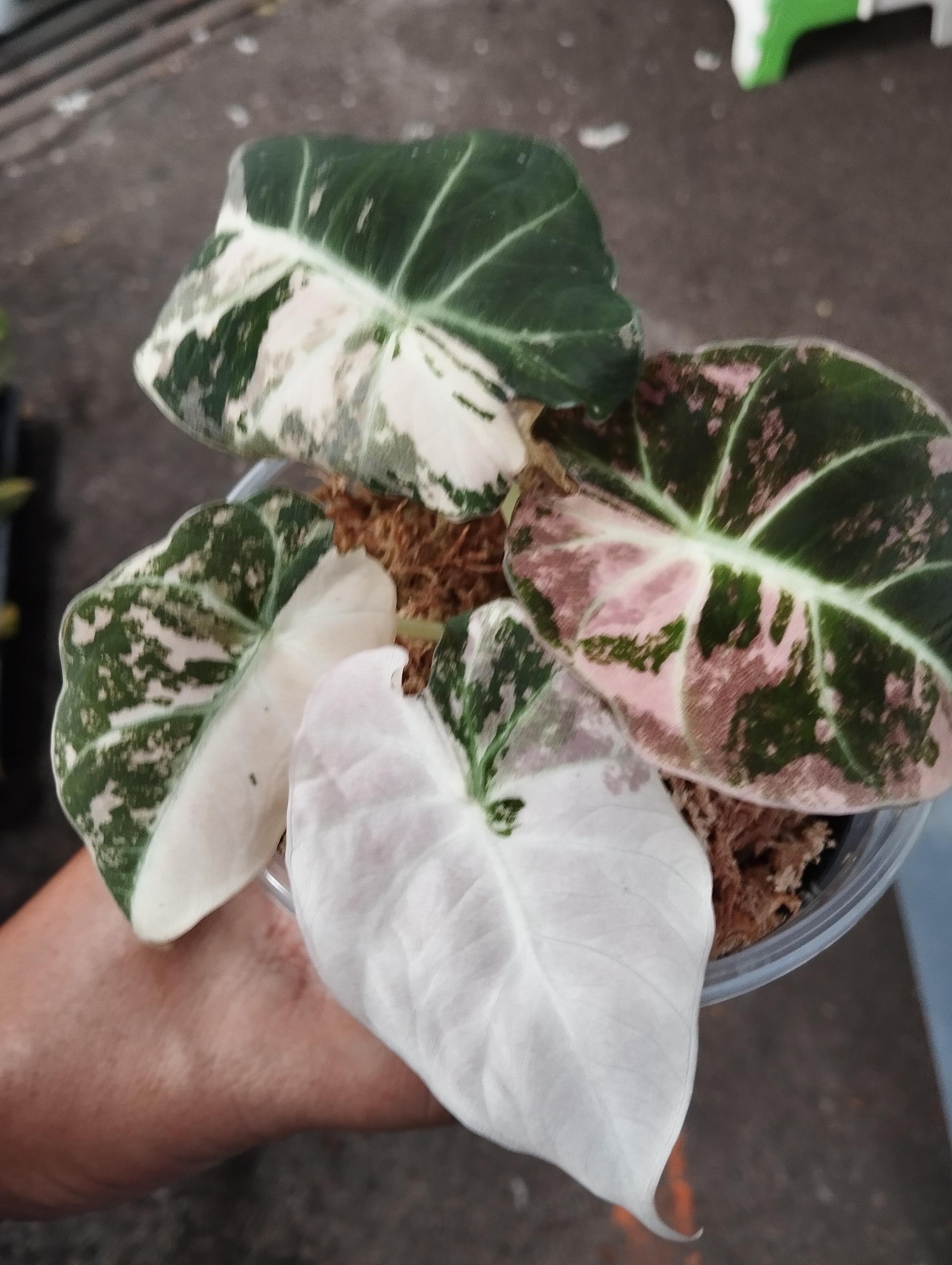 Alocasia black velvet pink variegated - Etsy 日本