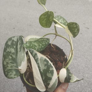May include: A potted Scindapsus pictus 'Argyraeus' plant, also known as Satin Pothos, with large, heart-shaped leaves. The leaves are a mix of green and silver variegation, with some sections appearing almost entirely white. The plant is in a black pot.