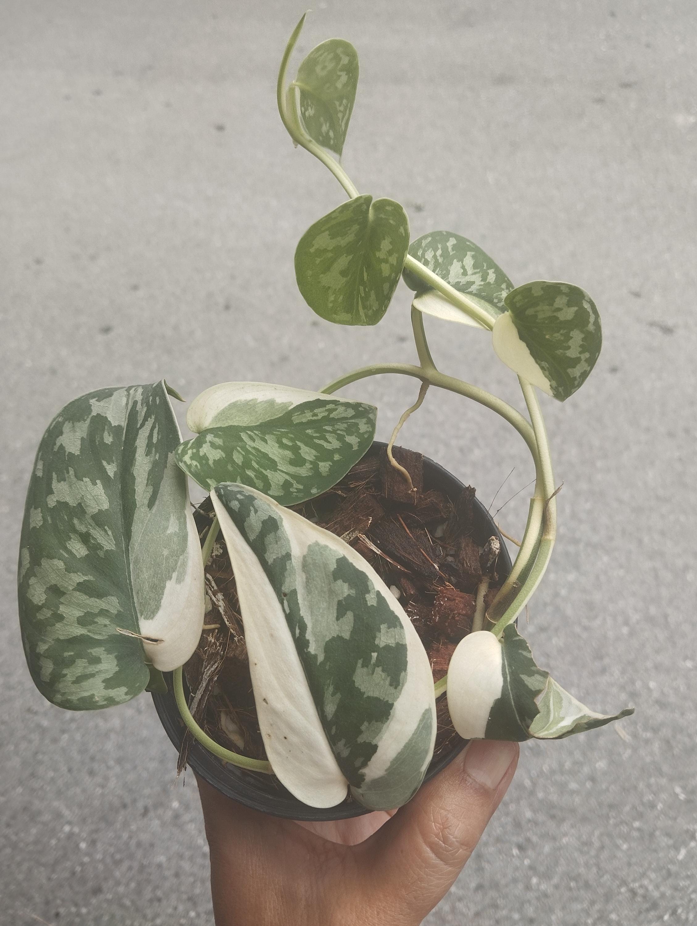 Scindapsus Mayari – Zero's Plants 'Mayari' : - Greenery r