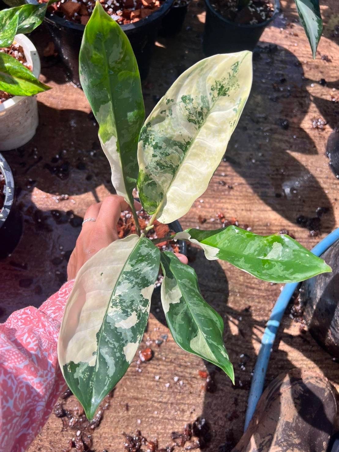 Aglaonema Manila Pride Variegated - Etsy Aglaonema Manila Pride Variegated - Etsy