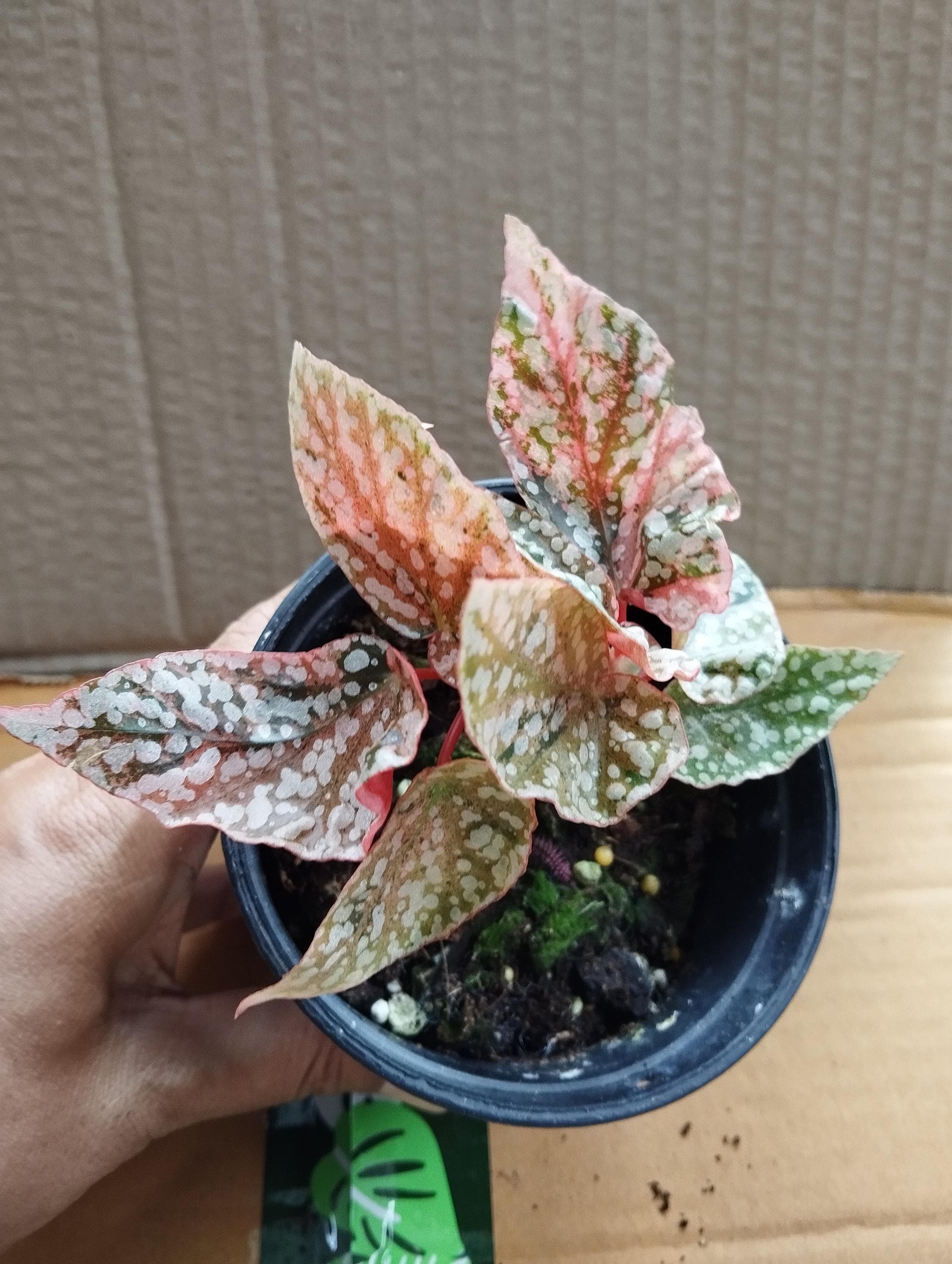ベゴニア スノーキャップ 斑入り - Nurseryplants による制作 ベゴニア スノーキャップ 斑入り - Nurseryplants による制作