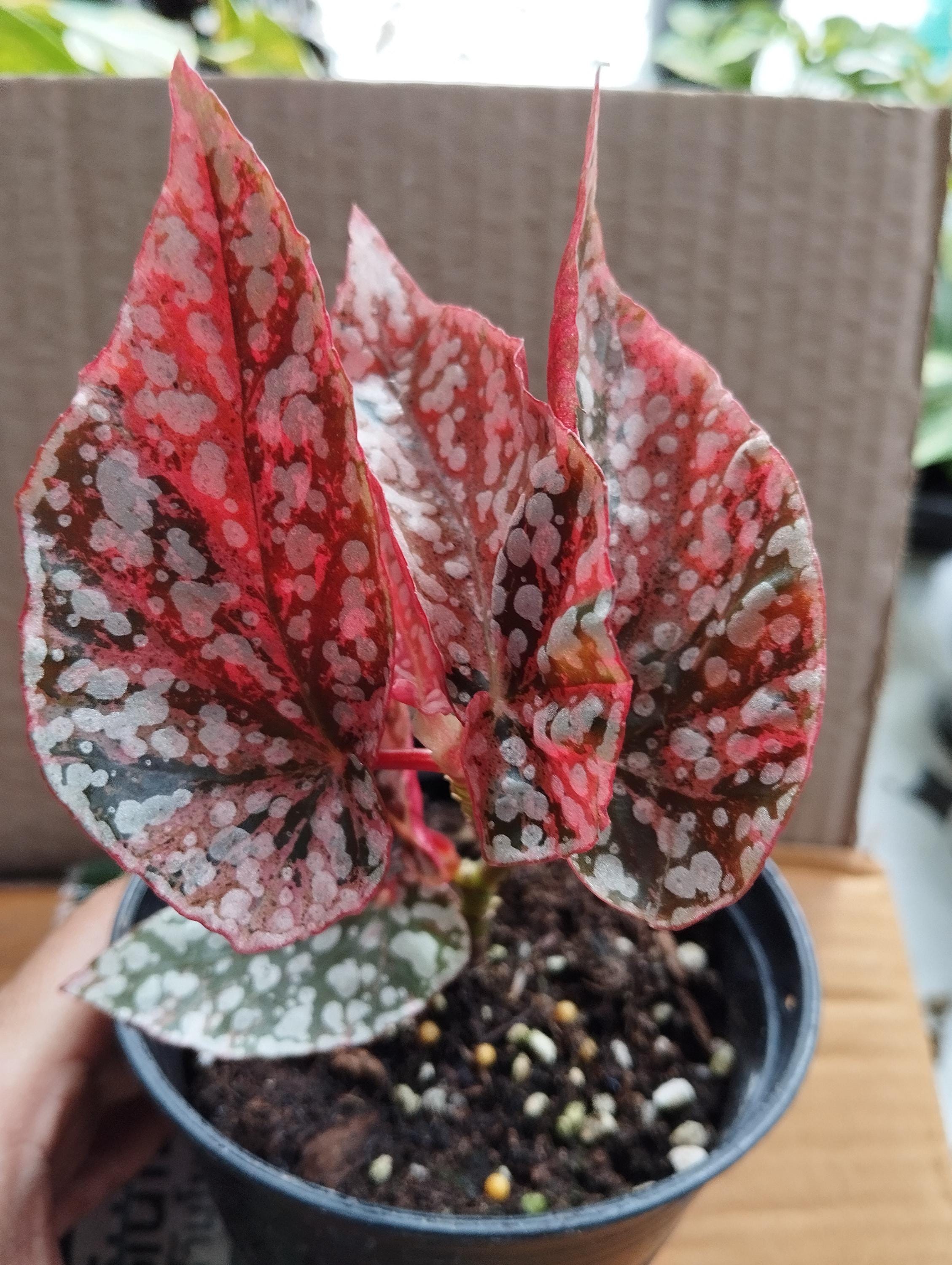 ベゴニア スノーキャップ 斑入り - Nurseryplants による制作 ベゴニア スノーキャップ 斑入り - Nurseryplants による制作