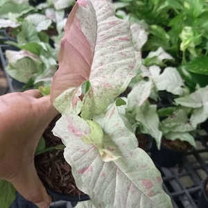 Confettis au lait Syngonium