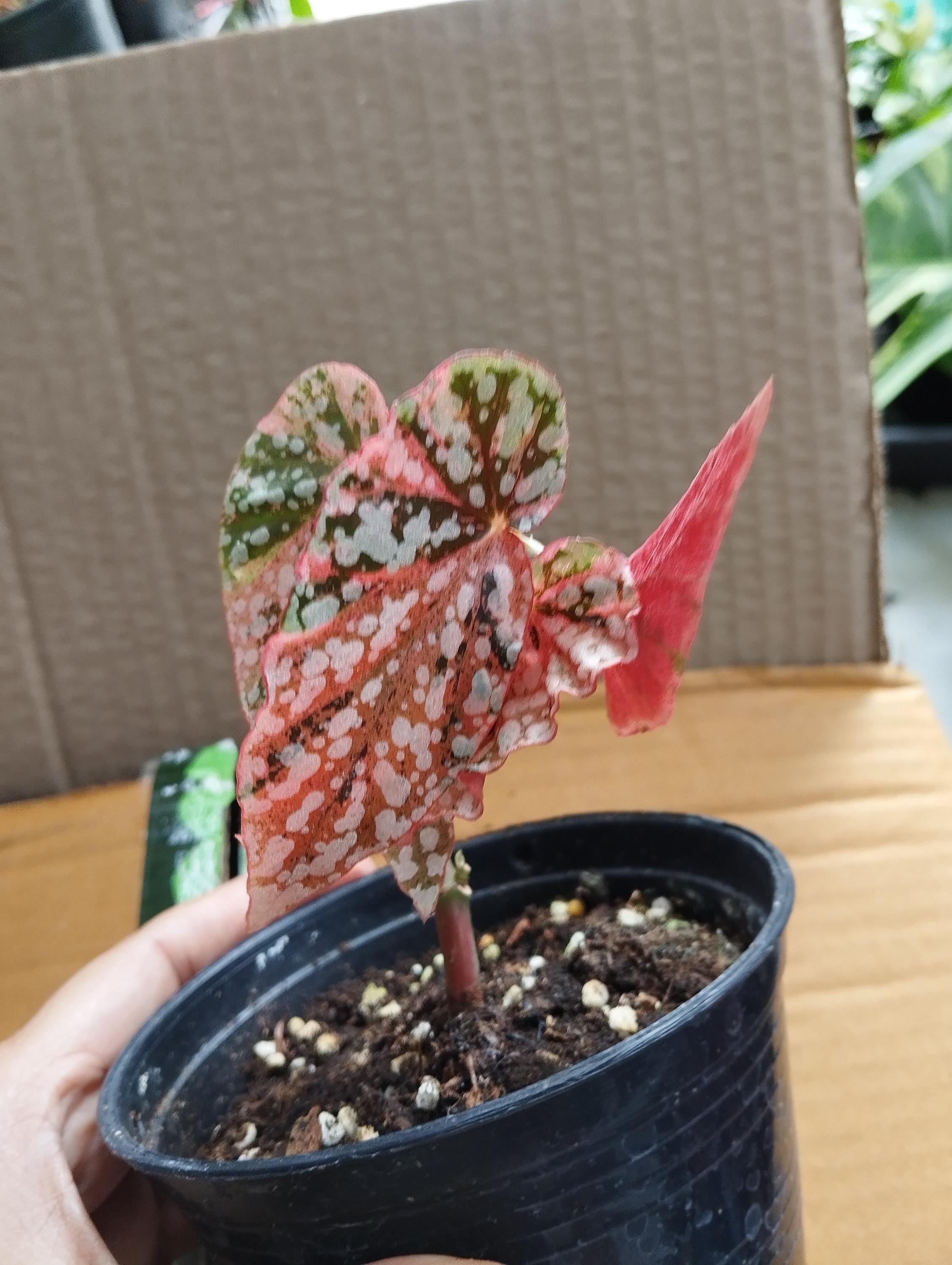 ベゴニア スノーキャップ 斑入り - Nurseryplants による制作 ベゴニア スノーキャップ 斑入り - Nurseryplants による制作