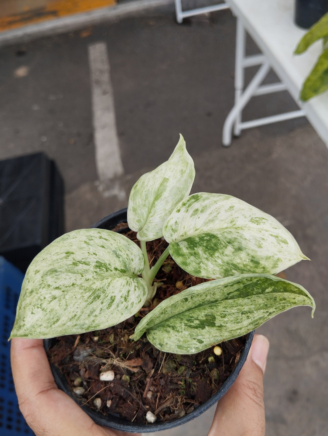Scindapsus Mint Variegated - Etsy