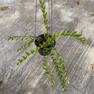 Hoya Engleriana