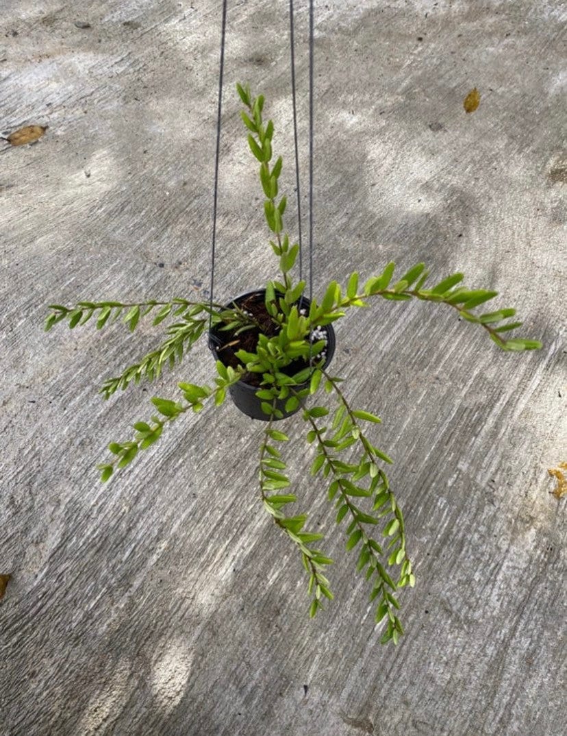 Hoya chinghungensis - Etsy 日本