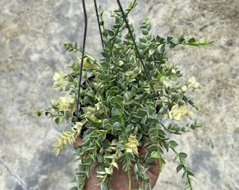 Dischidia Ruscifolia Variegated