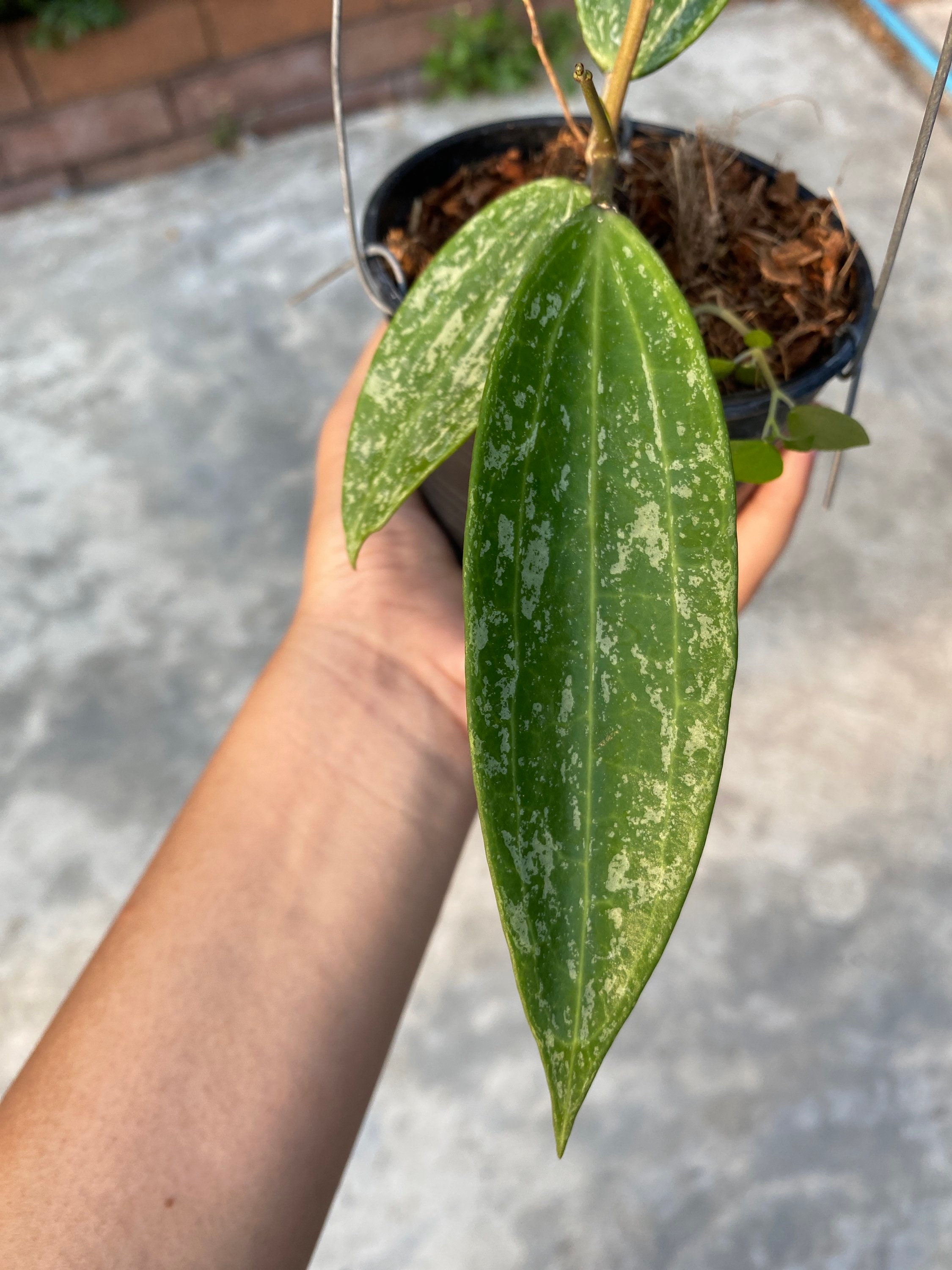 Hoya Rangsan | Etsy