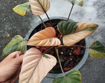 ホマロメナ　ピンクダイヤモンド il_1080xN.6124047843_fyzo.jpg