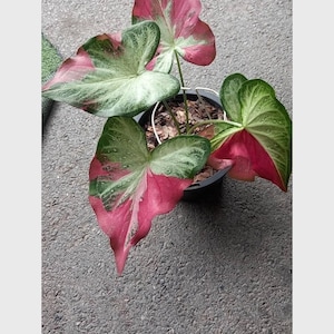 Caladium bicolore