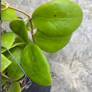 Op de afbeelding: Een close-up van een groene kamerplant met hartvormige bladeren. De plant groeit in een zwarte pot.