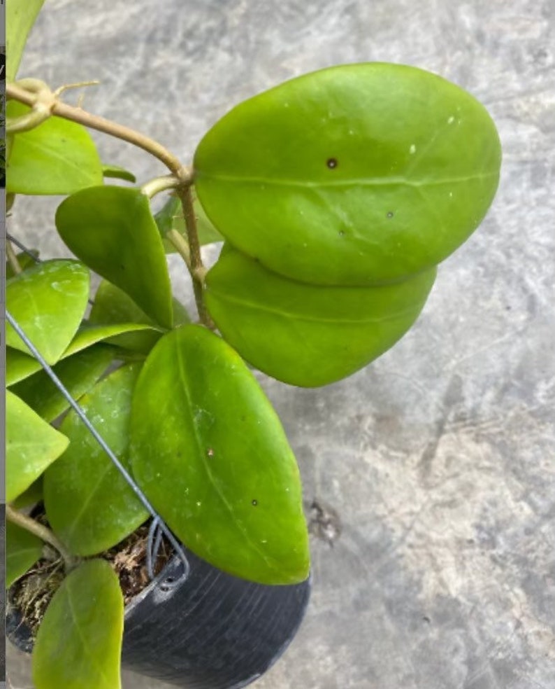 Op de afbeelding: Een close-up van een groene kamerplant met hartvormige bladeren. De plant groeit in een zwarte pot.